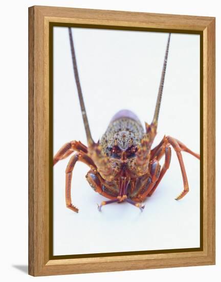 A European Spiny Lobster-Peter Medilek-Framed Premier Image Canvas