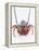 A European Spiny Lobster-Peter Medilek-Framed Premier Image Canvas