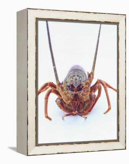 A European Spiny Lobster-Peter Medilek-Framed Premier Image Canvas