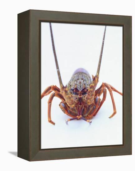 A European Spiny Lobster-Peter Medilek-Framed Premier Image Canvas