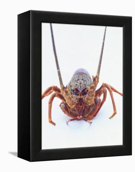 A European Spiny Lobster-Peter Medilek-Framed Premier Image Canvas