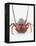 A European Spiny Lobster-Peter Medilek-Framed Premier Image Canvas