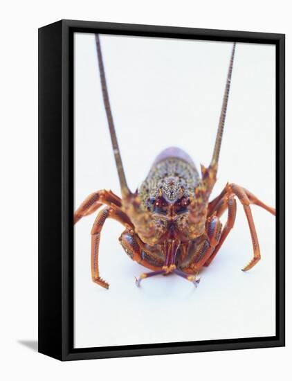 A European Spiny Lobster-Peter Medilek-Framed Premier Image Canvas