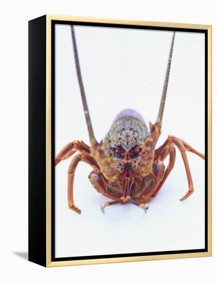 A European Spiny Lobster-Peter Medilek-Framed Premier Image Canvas