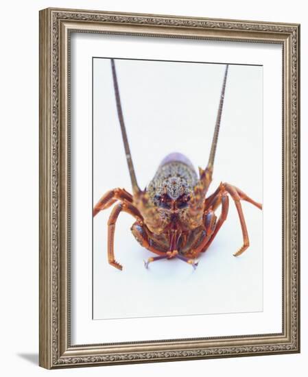 A European Spiny Lobster-Peter Medilek-Framed Photographic Print