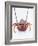 A European Spiny Lobster-Peter Medilek-Framed Photographic Print