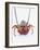 A European Spiny Lobster-Peter Medilek-Framed Photographic Print