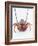 A European Spiny Lobster-Peter Medilek-Framed Photographic Print