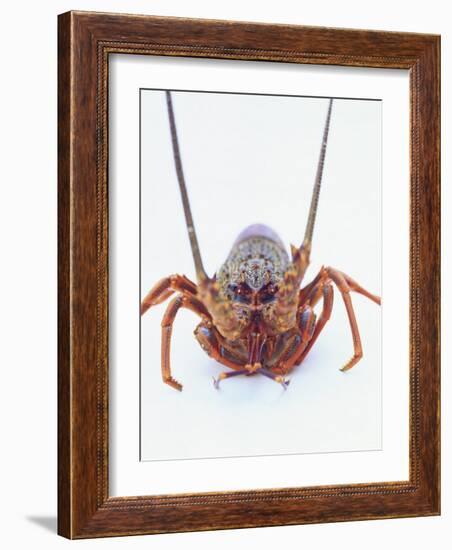 A European Spiny Lobster-Peter Medilek-Framed Photographic Print