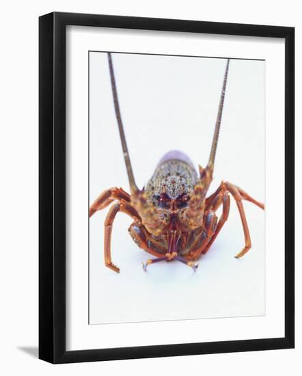 A European Spiny Lobster-Peter Medilek-Framed Photographic Print