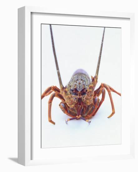 A European Spiny Lobster-Peter Medilek-Framed Photographic Print