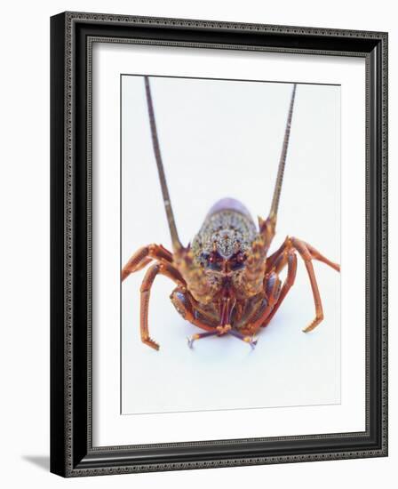 A European Spiny Lobster-Peter Medilek-Framed Photographic Print