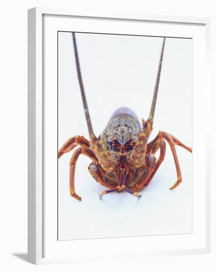 A European Spiny Lobster-Peter Medilek-Framed Photographic Print