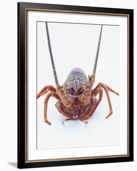 A European Spiny Lobster-Peter Medilek-Framed Photographic Print