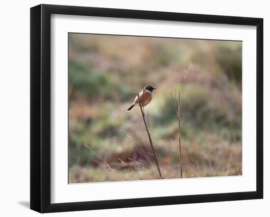 A European Stonechat Rests on a Twig in Richmond Park-Alex Saberi-Framed Photographic Print