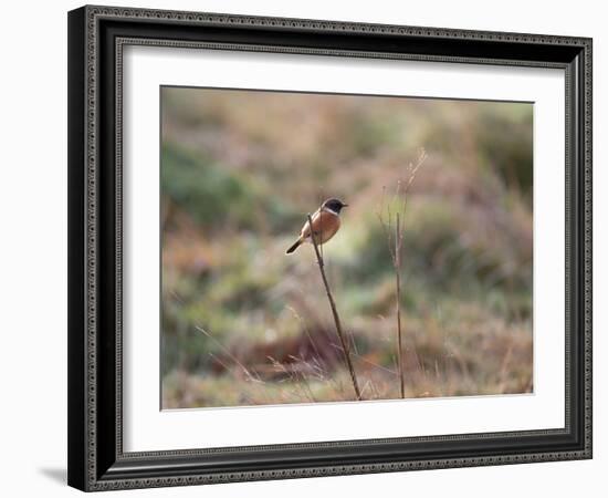 A European Stonechat Rests on a Twig in Richmond Park-Alex Saberi-Framed Photographic Print