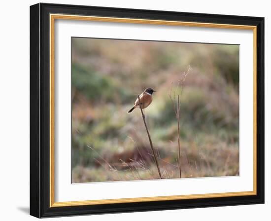 A European Stonechat Rests on a Twig in Richmond Park-Alex Saberi-Framed Photographic Print