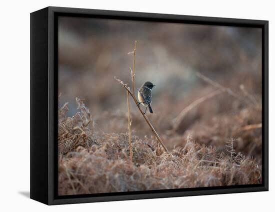 A European Stonechat Rests on a Twig in the Early Morning in Richmond Park-Alex Saberi-Framed Premier Image Canvas