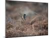 A European Stonechat Rests on a Twig in the Early Morning in Richmond Park-Alex Saberi-Mounted Photographic Print