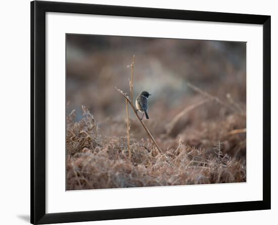 A European Stonechat Rests on a Twig in the Early Morning in Richmond Park-Alex Saberi-Framed Photographic Print