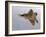 A F-22A Raptor Aggressively Banks-Stocktrek Images-Framed Photographic Print