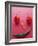 A Face Made of Chilli Peppers-Malgorzata Stepien-Framed Photographic Print