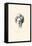 A Face-Charles Dana Gibson-Framed Stretched Canvas