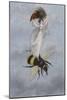 A Fairy Carrying a Feather Standing on a Bee-Amelia Jane Murray-Mounted Giclee Print