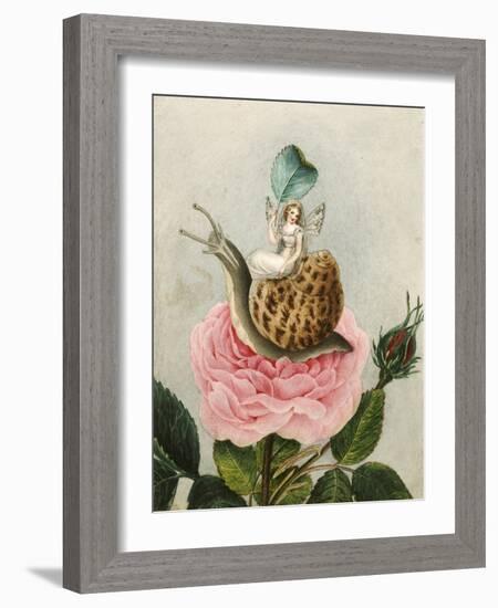 A Fairy Holding a Leaf, Sitting on a Snail Above a Rose-Amelia Jane Murray-Framed Giclee Print