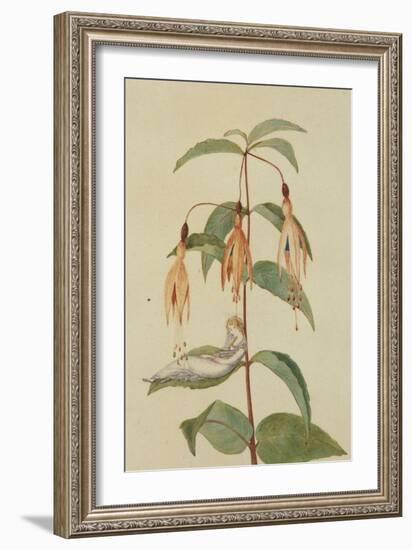 A Fairy Resting on the Leaf of a Fuchsia-Amelia Jane Murray-Framed Giclee Print