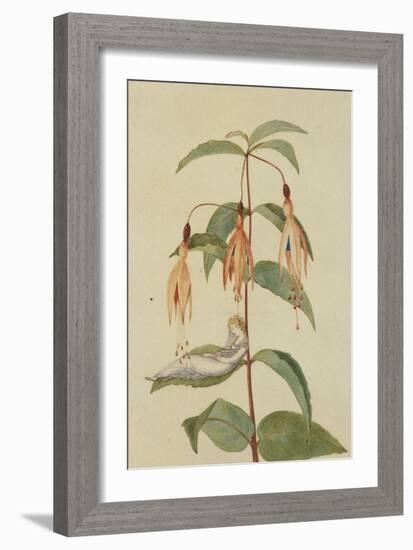 A Fairy Resting on the Leaf of a Fuchsia-Amelia Jane Murray-Framed Giclee Print