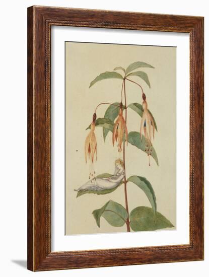 A Fairy Resting on the Leaf of a Fuchsia-Amelia Jane Murray-Framed Giclee Print