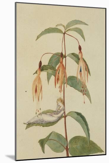 A Fairy Resting on the Leaf of a Fuchsia-Amelia Jane Murray-Mounted Giclee Print