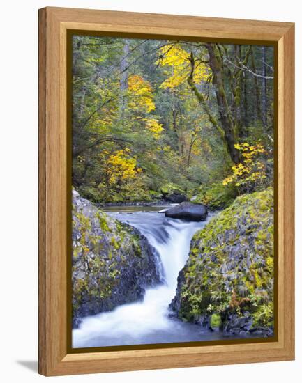 A Fall Color Scene on Eagle Creek in the Columbia Gorge, Oregon, USA-Gary Luhm-Framed Premier Image Canvas