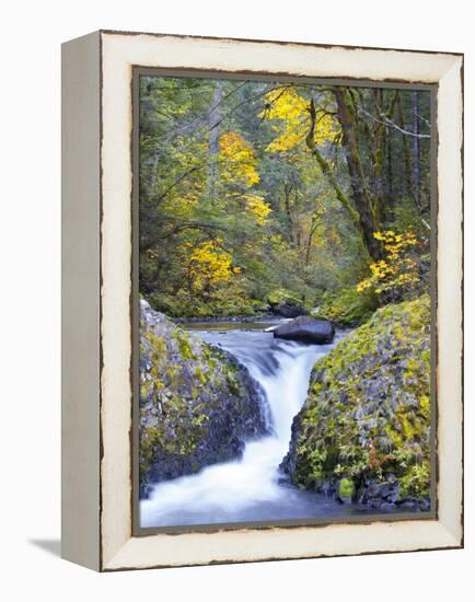 A Fall Color Scene on Eagle Creek in the Columbia Gorge, Oregon, USA-Gary Luhm-Framed Premier Image Canvas