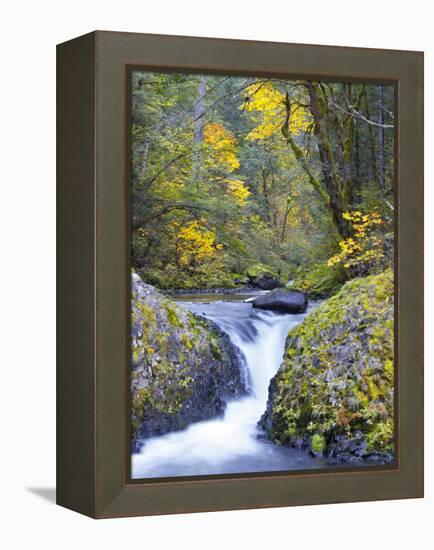 A Fall Color Scene on Eagle Creek in the Columbia Gorge, Oregon, USA-Gary Luhm-Framed Premier Image Canvas
