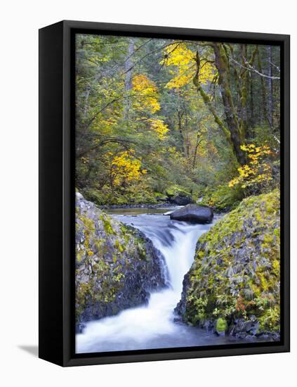 A Fall Color Scene on Eagle Creek in the Columbia Gorge, Oregon, USA-Gary Luhm-Framed Premier Image Canvas
