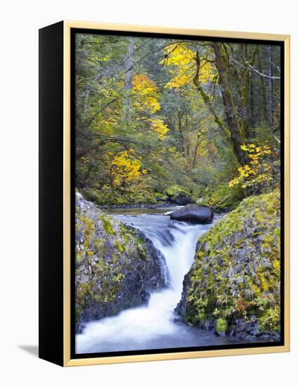 A Fall Color Scene on Eagle Creek in the Columbia Gorge, Oregon, USA-Gary Luhm-Framed Premier Image Canvas