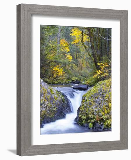 A Fall Color Scene on Eagle Creek in the Columbia Gorge, Oregon, USA-Gary Luhm-Framed Photographic Print