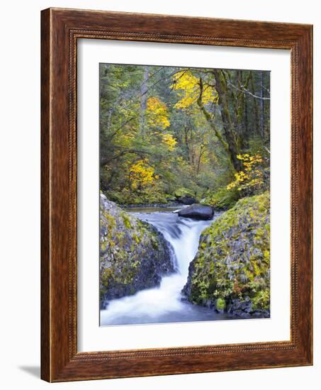 A Fall Color Scene on Eagle Creek in the Columbia Gorge, Oregon, USA-Gary Luhm-Framed Photographic Print