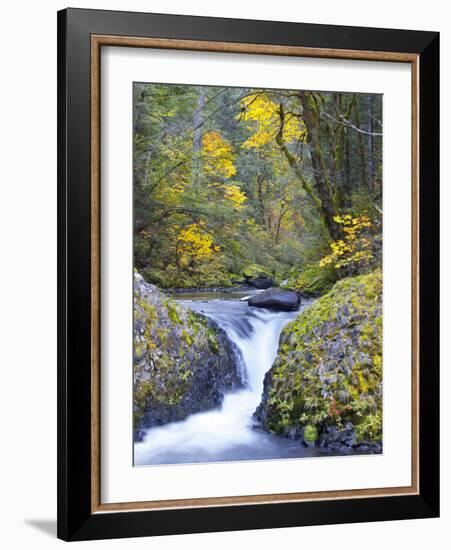 A Fall Color Scene on Eagle Creek in the Columbia Gorge, Oregon, USA-Gary Luhm-Framed Photographic Print