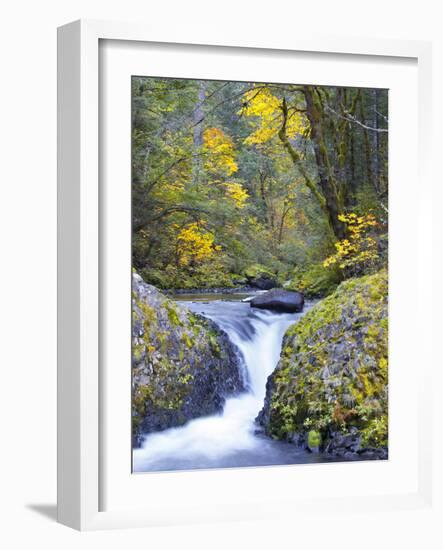 A Fall Color Scene on Eagle Creek in the Columbia Gorge, Oregon, USA-Gary Luhm-Framed Photographic Print