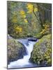 A Fall Color Scene on Eagle Creek in the Columbia Gorge, Oregon, USA-Gary Luhm-Mounted Photographic Print