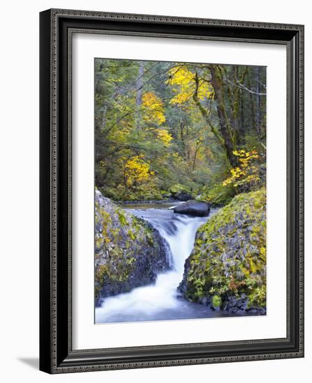 A Fall Color Scene on Eagle Creek in the Columbia Gorge, Oregon, USA-Gary Luhm-Framed Photographic Print