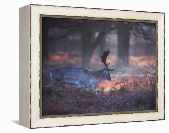 A Fallow Deer in the Early Morning Winter Mist in Richmond Park-Alex Saberi-Framed Premier Image Canvas