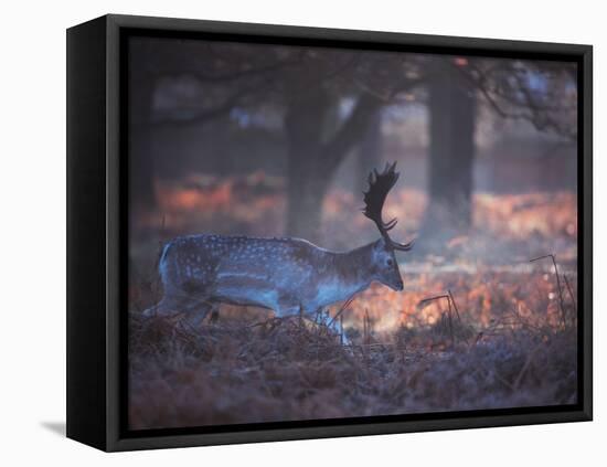A Fallow Deer in the Early Morning Winter Mist in Richmond Park-Alex Saberi-Framed Premier Image Canvas