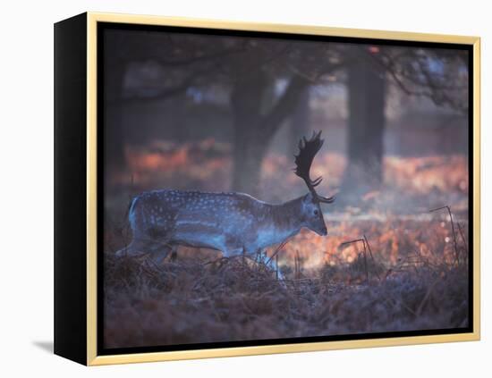A Fallow Deer in the Early Morning Winter Mist in Richmond Park-Alex Saberi-Framed Premier Image Canvas