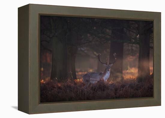 A Fallow Deer in the Early Morning Winter Mist in Richmond Park-Alex Saberi-Framed Premier Image Canvas