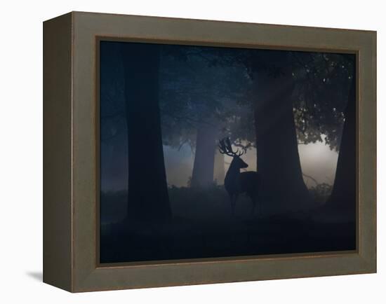 A Fallow Deer Male Buck, Dama Dama, in Autumn Mist-Alex Saberi-Framed Premier Image Canvas