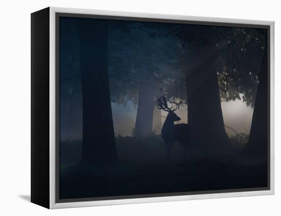 A Fallow Deer Male Buck, Dama Dama, in Autumn Mist-Alex Saberi-Framed Premier Image Canvas